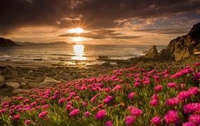 Pink flowers by the sea at sunset