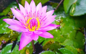 Розовый лотос на Шри-Ланке