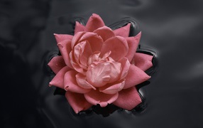 Pink rose in the black water