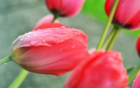 Розовый тюльпан после дождя