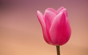 Розовый тюльпан на розовом фоне
