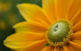 Pollen in a yellow flower