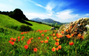 Poppies by the stone in the mountains