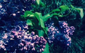 Purple flower buds of lilac