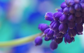 Фиолетовые цветы собраны в кисть