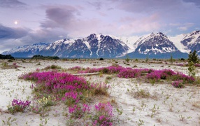 Purple flowers in the sand in the mountains