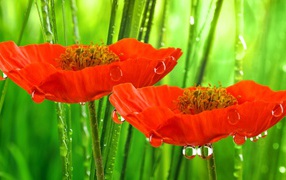 Красные маки под дождем