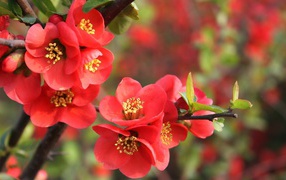 Red flowers on a tree