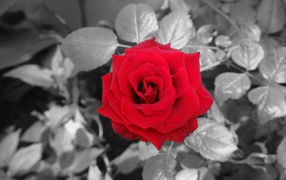 Красная роза на фоне серых листьев