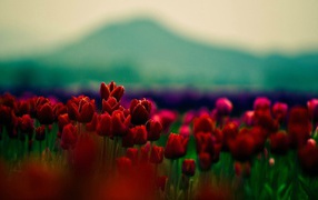 Red tulips on a background of mountains