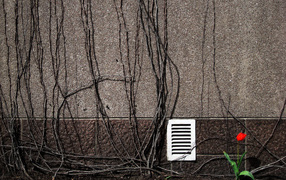 Весенний цветок тюльпан