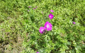 Летние цветы в зеленой траве