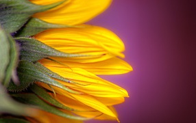 Лепестки подсолнуха на розовом фоне