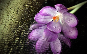 The flower on the wet mirror