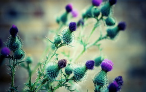 Цветки репейника