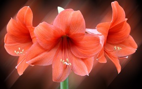 Три красных лилии