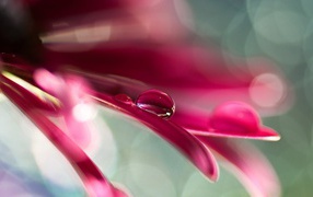 Two drops of water on a pink flower petals