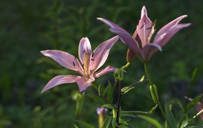 Two purple lily under the sun