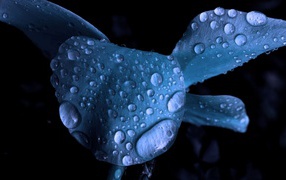 Wet blue flower