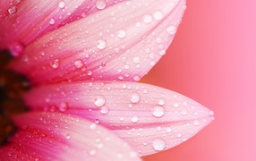 Wet pink flower petals