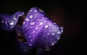 Влажные фиолетовые лепестки на черном фоне