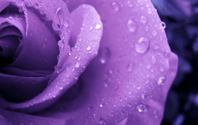 Wet purple rose