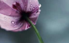 Wet purple tulip