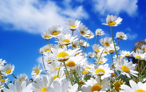 White daisies on blue sky