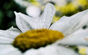 Белая ромашка после дождя