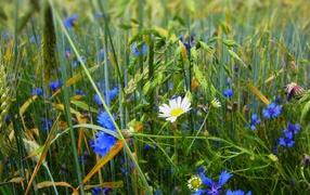 Белая ромашка среди васильков