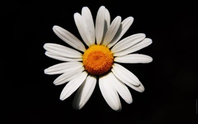 Белая ромашка на черном фоне