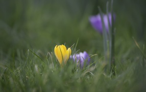 Yellow and blue flower in a green grass