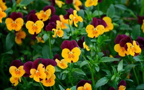 Yellow and maroon pansy flowers