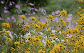 Желтые полевые ромашки летом