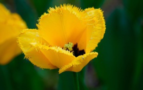Желтый мохнатый цветок