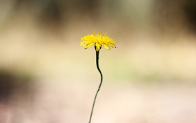 Yellow flower on a thin stalk
