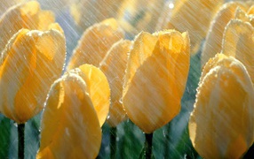 Yellow tulips in the rain