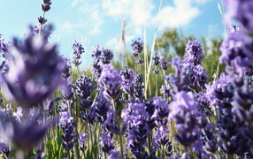 Фиолетовые полевые цветы в траве