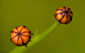 Бутоны цветка на зеленом фоне
