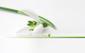 	   White flower on a white background