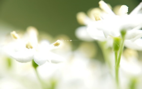 Белые цветы и паутина
