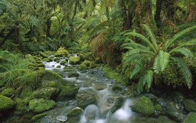 Бурный поток в тропическом лесу