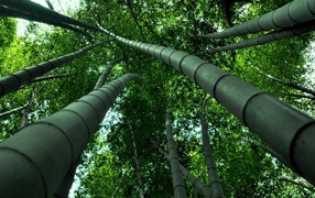 Бамбуковые деревья уходят ввысь