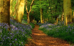 Голубые цветы по обочинам тропы в лесу