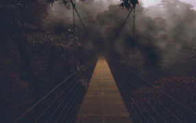 Bridge in a gloomy forest