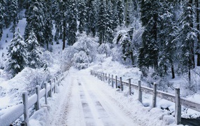 Bridge in front of a forest littered with snow