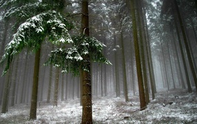 Холодный зимний лес