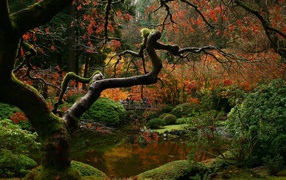 Засохшее дерево в японском саду
