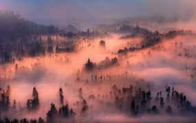 Dense fog in the forest illuminated by the sun at sunset
