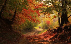 Dirt road in the autumn forest